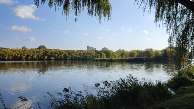Willows grow on the grassy shore of the lake. Their branches hang over the water. Ripples run through the water. Buildings are visible on the opposite bank beyond the forest. Sunny autumn weather