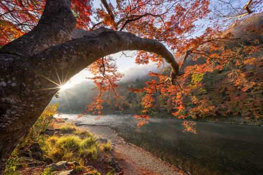 Japanese maple tree in autumn season along Katsura River in Arashiyama, Kyoto, Japan