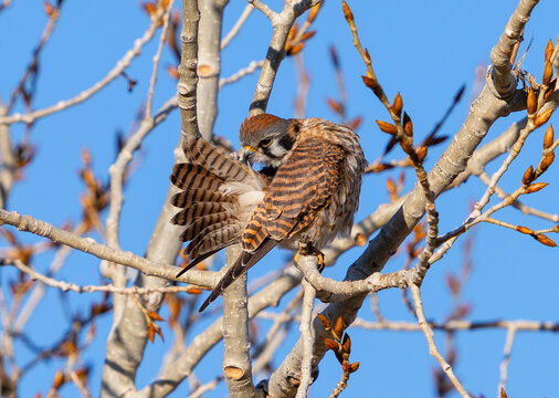 A female  American Kestrel falcon with a spread out tail, tugging on a feather while grooming Close up view with details.