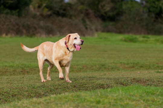 Old Labrador stood with tongue hanging out and tail wagging