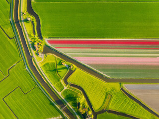 Naklejka premium Aerial view of tulip fields in the Netherlands at sunset. Nature. Traditional Dutch windmill stands by a calm canal. Symmetrical rows of colorful flowers creating a stunning geometric pattern.
