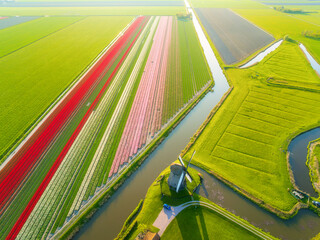 Naklejka premium Aerial view of Dutch countryside with blooming tulip fields, traditional windmill and water canals at sunset. Scenic agriculture landscape in Netherlands under golden sky. Rural nature from above.