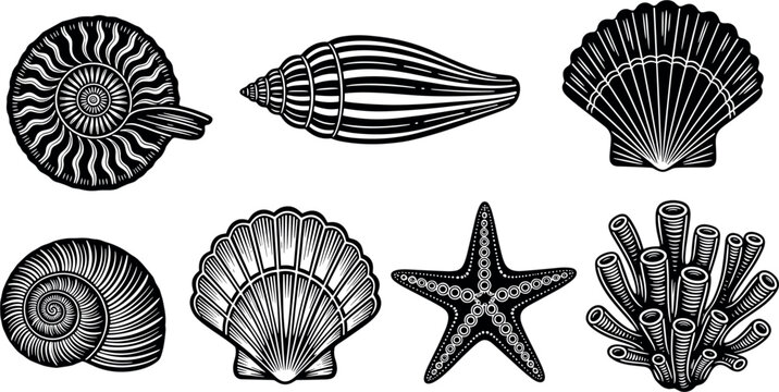 Sea Shells Collection with Nautilus Conch Scallop Starfish Coral Marine Nature Engraving Style Black and White Vector Illustration Set