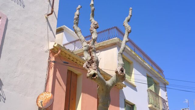 Pruned tree trunk bare branches Mediterranean buildings blue sky