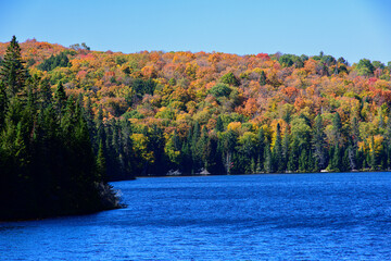 Dense forest blanket covers hillside overlooking Rack Lake, showcasing patchwork of autumn colors under blue sky  © hong