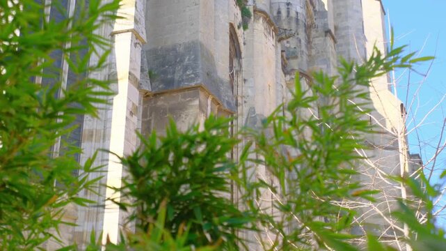 Narbonne Ancient stone cathedral wall green bamboo leaves clear sky