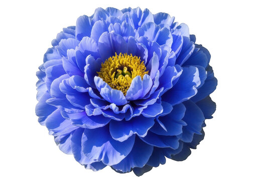 A vibrant blue peony flower featuring delicate ruffled petals and a bright yellow pollen center