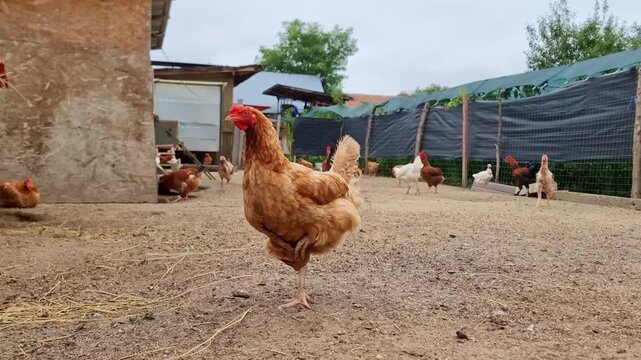 Hens on a traditional rural barnyard in eco farm. Free range poultry farming in countryside, 4K