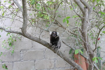 black and white lemur © Pixelbot Studio