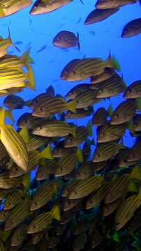 Witness a mesmerizing gathering of Bluelined Snappers as they gracefully navigate the deep blue sea. Captured in slow motion, these vibrant fish form a stunning underwater ballet.