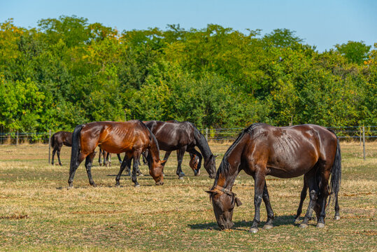 Nonius horses at Matai Menes stud farm at Hortobagy national par
