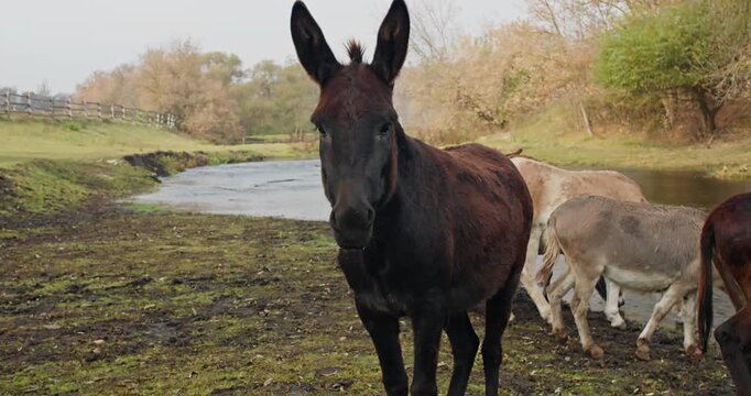 Dark donkey standing near river and looking into camera, herd of donkeys on pasture in natural farm environment