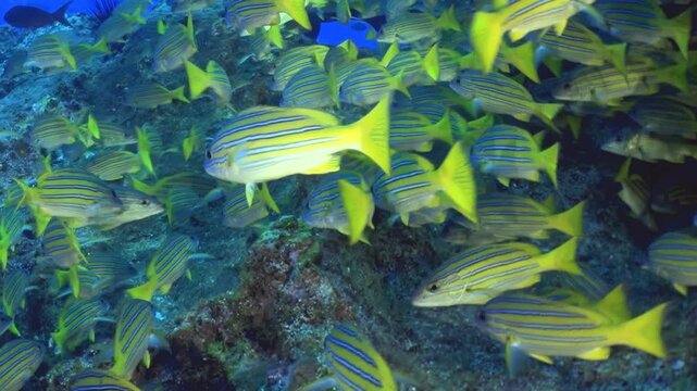 Bright yellow and blue striped fish swim gracefully around coral formations. This lively underwater world comes alive as the first light of day filters through the ocean, creating a magical atmosphere