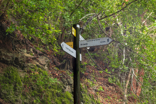 Poste de se&ntilde;alizaci&oacute;n de rutas de senderismo en el Camino de las Fuentes hacia El Llanito, La Palma, rodeado de la densa vegetaci&oacute;n de laurisilva y helechos en un entorno de monta&ntilde;a h&uacute;meda.