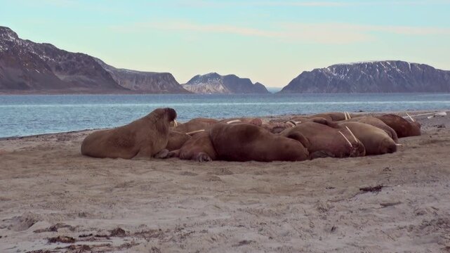 Observe a magnificent Atlantic walrus colony finding solace on the windswept coast of Spitsbergen. These Arctic behemoths are resting by the sparkling ocean, beneath a vast blue sky.