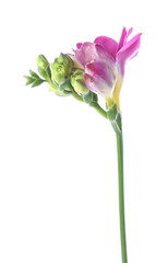 Obraz premium Beautiful pink freesia flower isolated on white