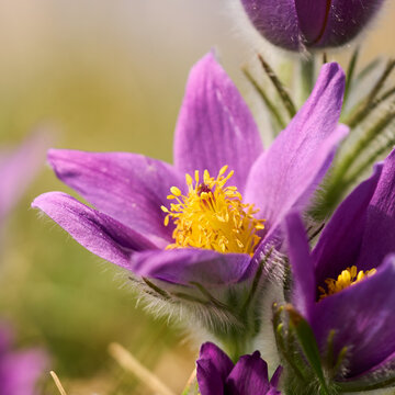 K&uuml;chenschelle, Kuhschelle, Pulsatilla vulgaris