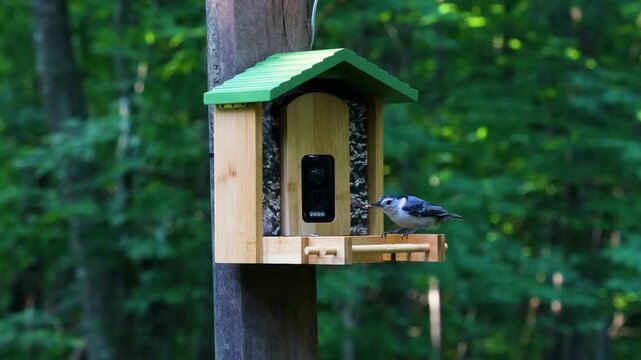 White-breasted nuthatch landing on a smart bird feeder, eating seeds, and flying away with a seed in its beak. High-quality wildlife footage with sound in a lush Wisconsin summer forest.