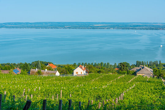Panorama view of vineyards at Badacsony in Hungary