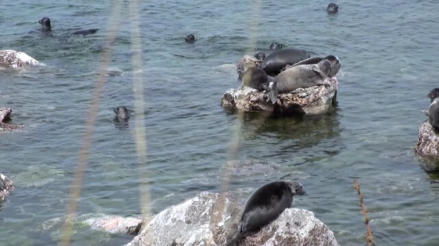 The charming Baikal seals are spotted basking on rocks under the sun. Some seals are swimming in the clear waters of Lake Baikal. It is a beautiful day at the lake.
