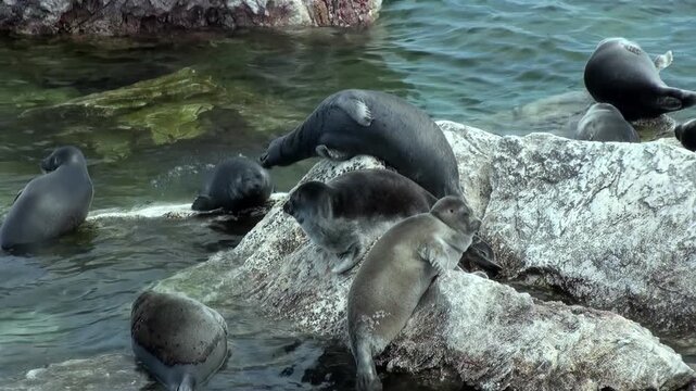 A group of Baikal seals basks in the sunlight on rocks along the edge of Lake Baikal. Some seals swim in the clear water. It is a peaceful afternoon in Siberia.