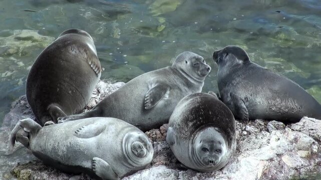 A group of Baikal seals rests on rocky shores. Some seals are lounging comfortably, while others are watching. The sun shines on the seals' sleek coats on the coast of Lake Baikal.