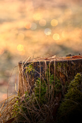 Magiczny pieniek © Filip