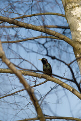 Szpak zwyczajny © Filip