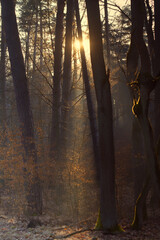 Wczesny poranek w puszczy © Filip