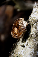 Grzyb na brzozowym pniu © Filip