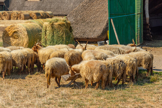 Racka breed of sheep at Hortobagy national park in Hungary
