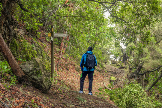 Un senderista con mochila y chaqueta azul se detiene en un sendero de laurisilva en La Palma para consultar un poste de se&ntilde;alizaci&oacute;n de madera. Rodeado de frondosa vegetaci&oacute;n nativa y musgo.
