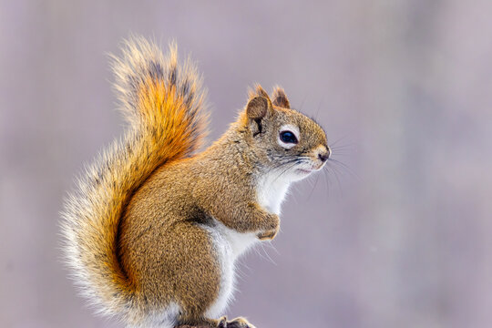 Close-up side view portrait of an American red squirrel (Tamiasciurus hudsonicus) sitting. Wildlife photography with a soft, completely blurred background.