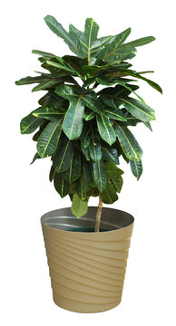 Croton Plant in Flowerpot Isolated on White Background &ndash; Tropical Indoor Houseplant
