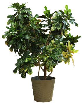 Croton Plant in Flowerpot Isolated on White Background &ndash; Tropical Indoor Houseplant