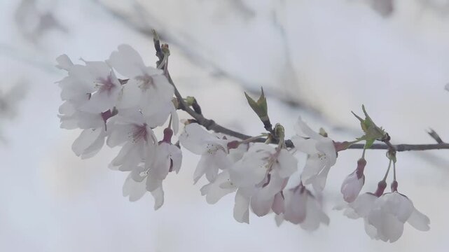 Tokyo, Japan - March 21, 2026: Yama zakura in full bloom at spring