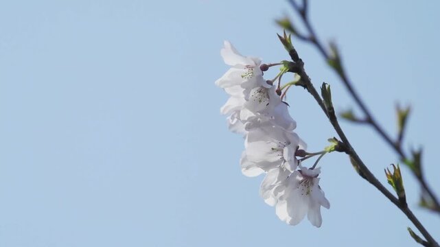 Tokyo, Japan - March 21, 2026: Yama zakura in full bloom at spring