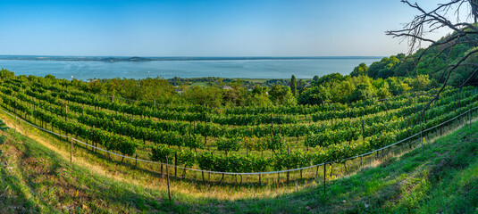 Naklejka premium Panorama view of vineyards at Badacsony in Hungary