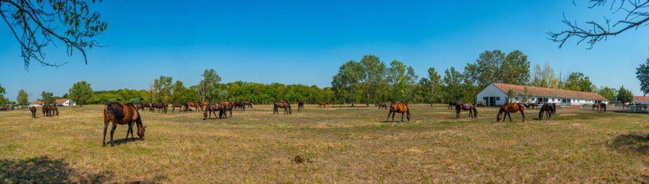 Nonius horses at Matai Menes stud farm at Hortobagy national park in Hungary