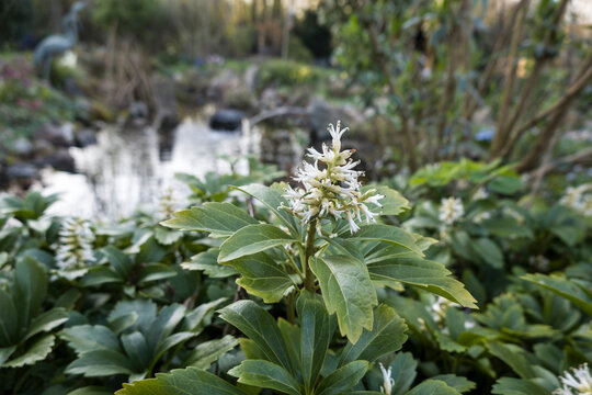 Japanischer Ysander (Pachysandra terminalis)
