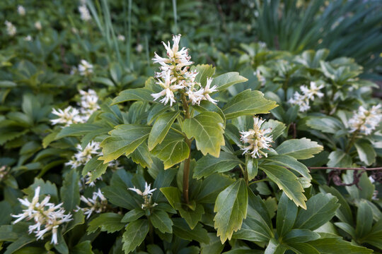 Japanischer Ysander (Pachysandra terminalis)