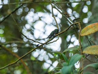 Obraz premium Colibri paciente