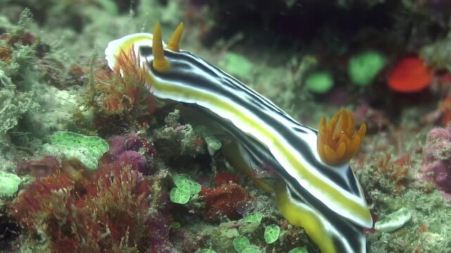 Witness vibrant beauty of Chromodoris annae, also known as Anna's magnificent sea slug. This colorful nudibranch gracefully moves across coral reef teeming with life in underwater world of Philippines