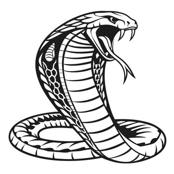 Snake Cobra Image vector. Snake Cobra Stock Illustration on white background.