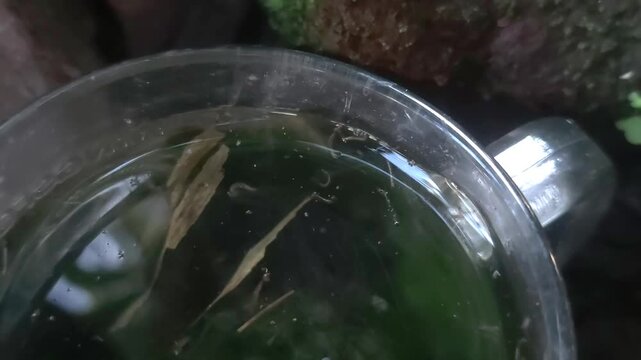 Close up macro footage of mosquito larvae moving in dirty standing water with organic debris. The wriggling larvae near the surface represent mosquito breeding conditions that can lead to dengue