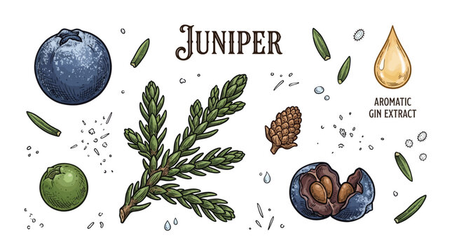 Hand Drawn Juniper Vector Illustration Set featuring Berries, Branch, and Aromatic Gin Extract on Black Background
