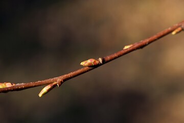 przebudzenie © Anna