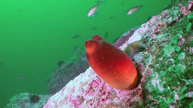 A striking red sea squirt anchors itself to a vibrant coral-encrusted rock in the mystical underwater realm of the Sea of Japan.