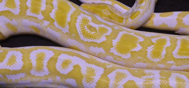 A albino python with bright yellow and white blotched patterns