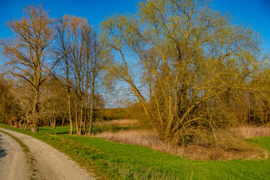 Weidenbaum im Fr&uuml;hjahr